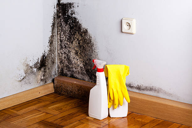 Best Water damage restoration services  in Tioga, ND